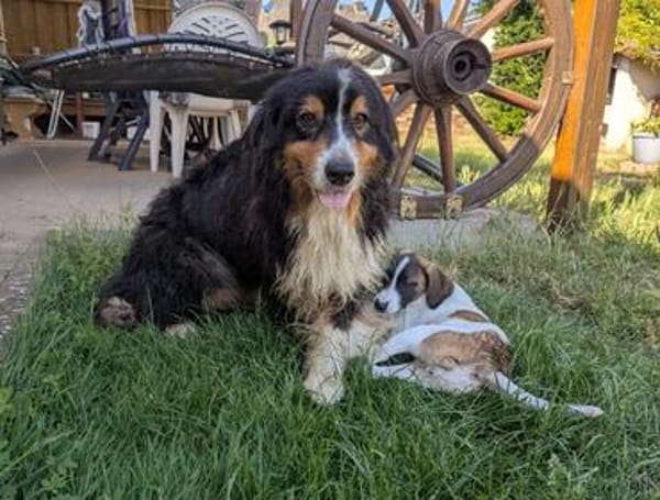Virag,hübsche Australian Shepherd Hündin