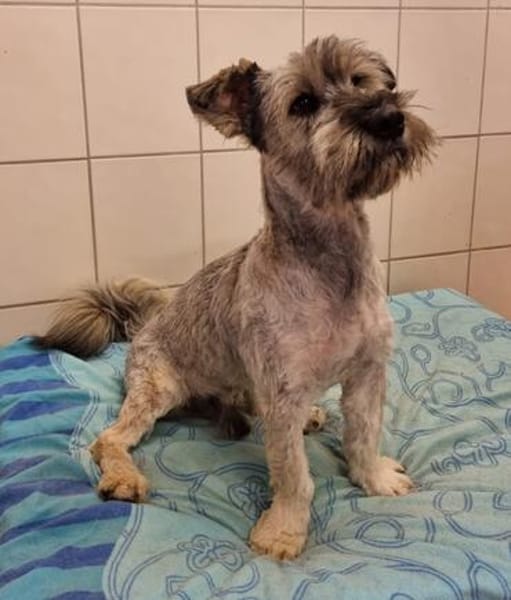 Luis, traumhafter Rüde sucht aktive Familie