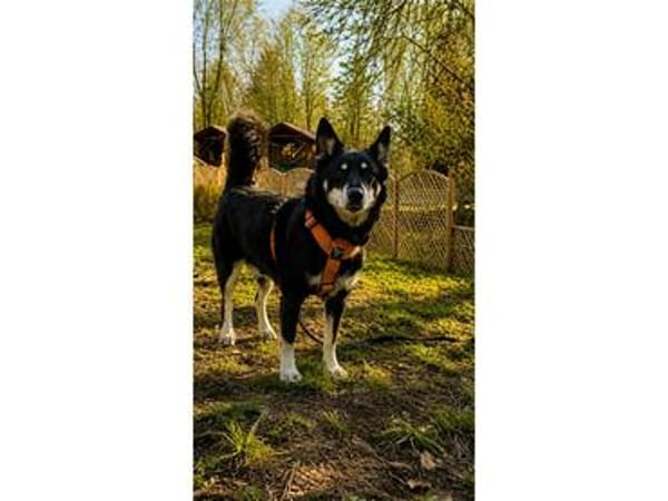 Aiko - wartet in 83052 Bruckmühl