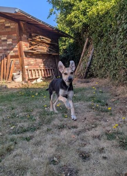 Freddy, liebevoller Mischlingswelpe