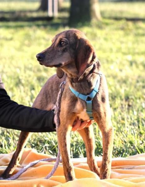 Cookie - kleine Spürnase sucht Zuhause