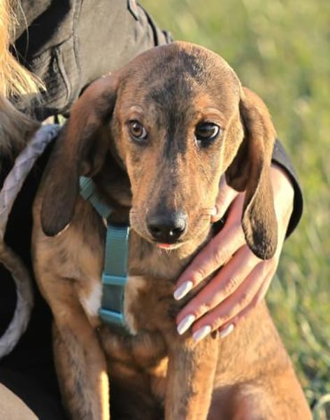Cookie - kleine Spürnase sucht Zuhause