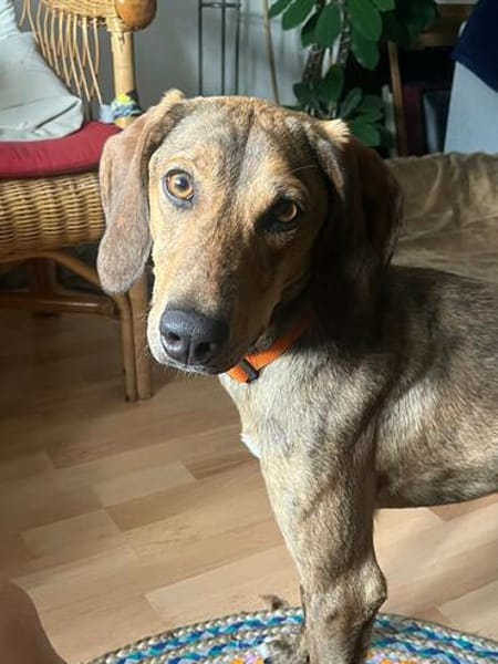 Cookie - kleine Spürnase sucht Zuhause