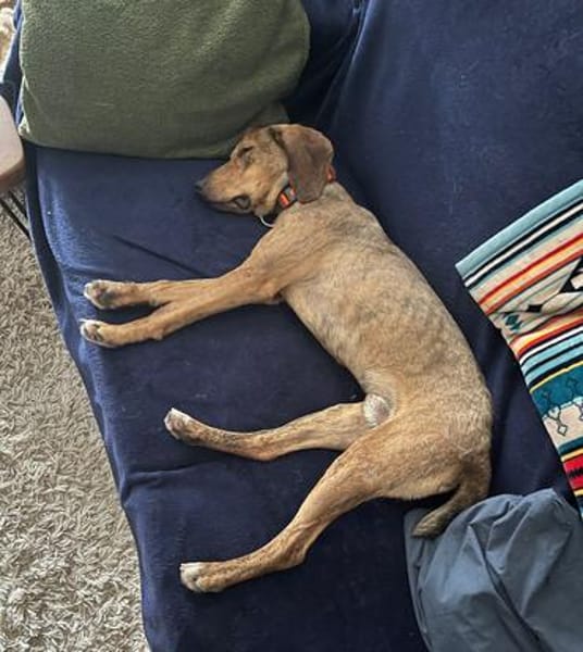 Cookie - kleine Spürnase sucht Zuhause