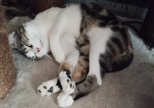 ROXANNE (réservé)