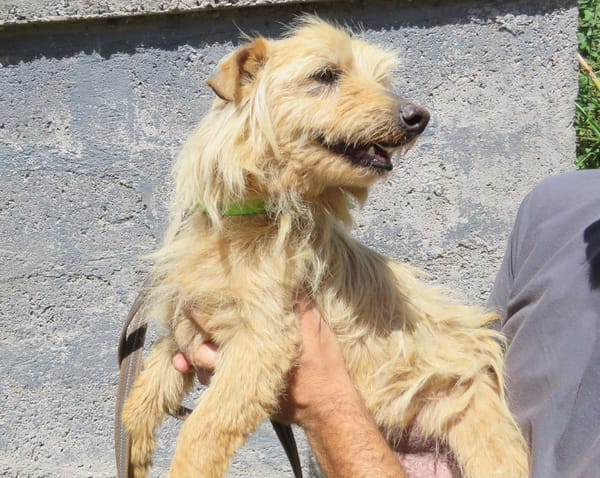 VITO