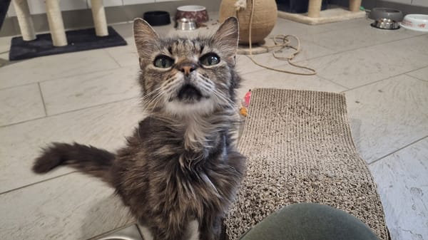 Lys (en cours d'adoption)