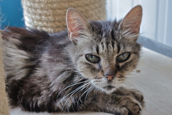 Lys (en cours d'adoption)