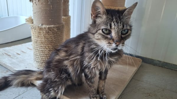 Lys (en cours d'adoption)