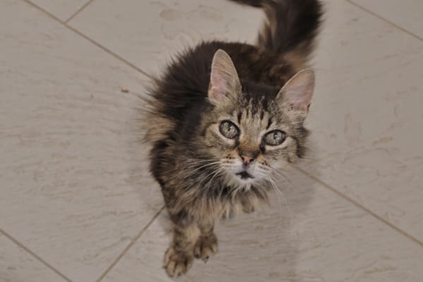 Lys (en cours d'adoption)