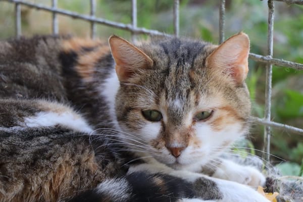 Lili
