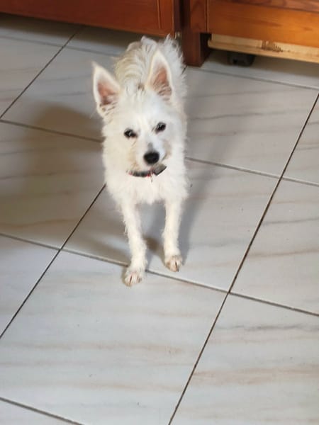 Lili puce, la mini puce