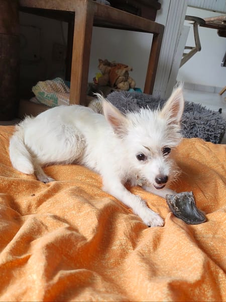 Lili puce, la mini puce