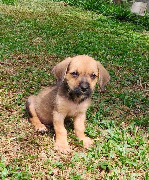 Milo le joyeux petit coquin