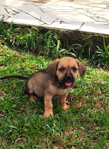 Milo le joyeux petit coquin
