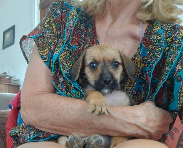 Milo le joyeux petit coquin