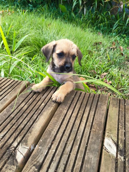 Milo le joyeux petit coquin