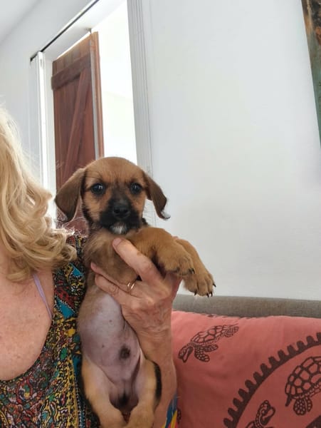 Milo le joyeux petit coquin