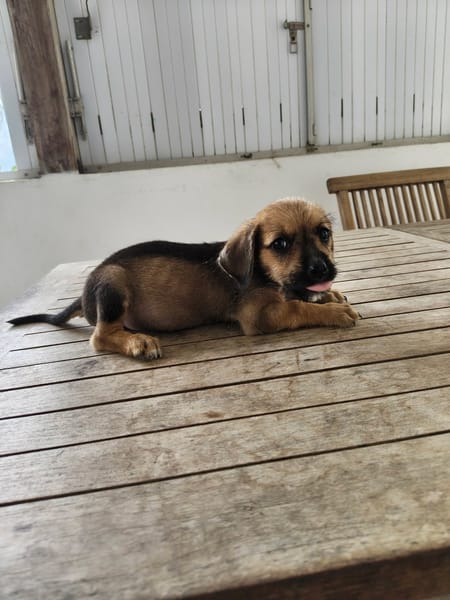 Milo le joyeux petit coquin