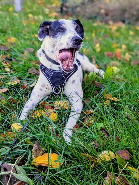 Vador l'adorable petit tripatte