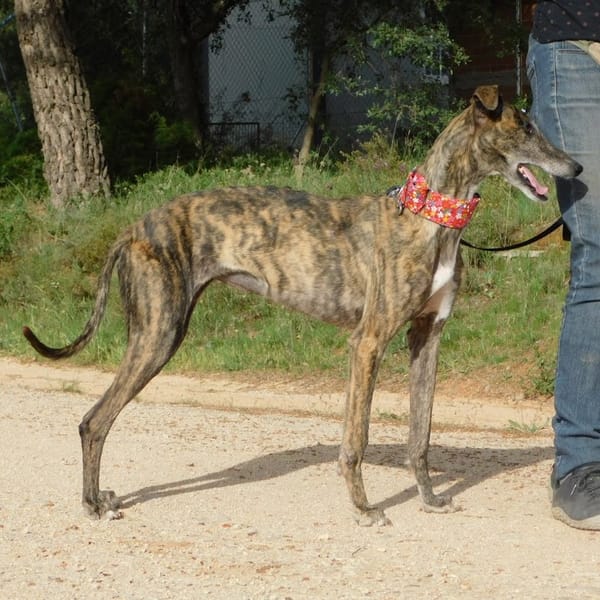 TRIANA belle galga bringée