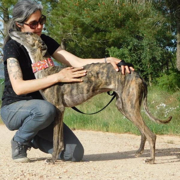 TRIANA belle galga bringée