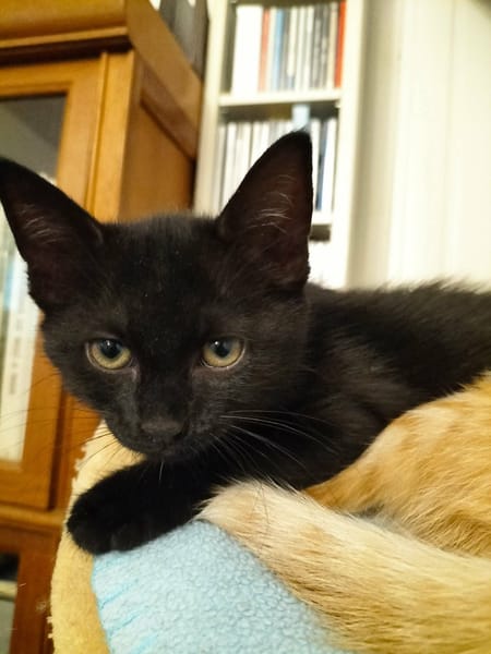 LUNA