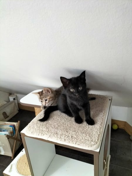 LUNA
