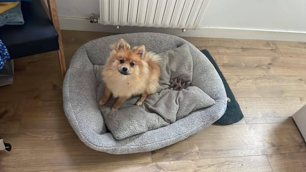 FOX