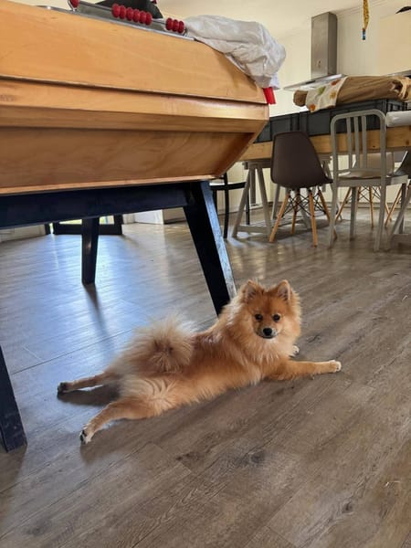 FOX