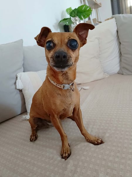 Roxy la coquine