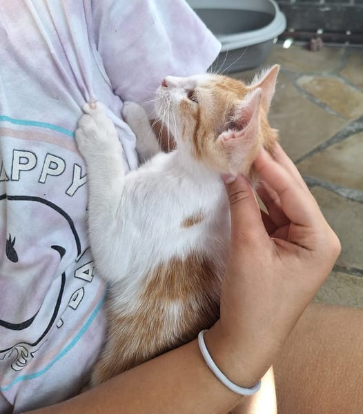 ✨️ MOO ✨️ 🐱