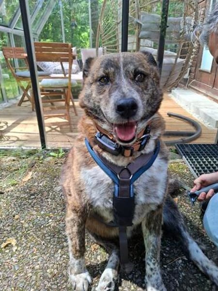 PLZ 29574: Lieber, verschmuster Jack