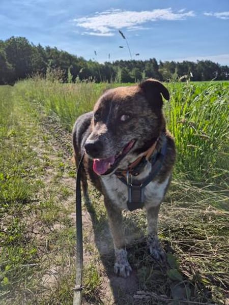 PLZ 29574: Lieber, verschmuster Jack