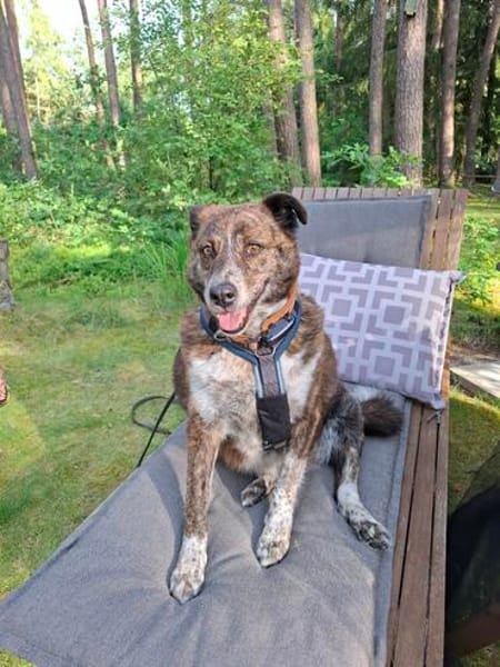 PLZ 29574: Lieber, verschmuster Jack