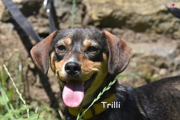 TRILLI