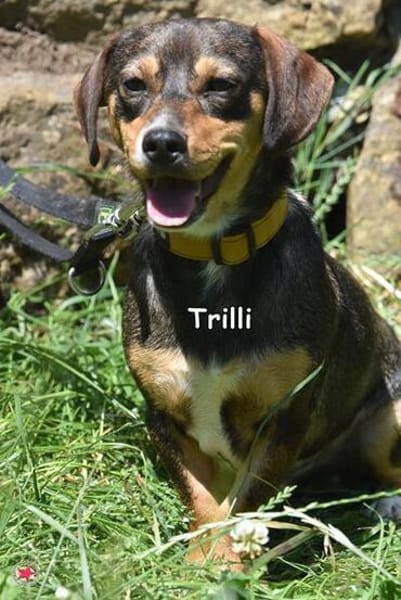 TRILLI