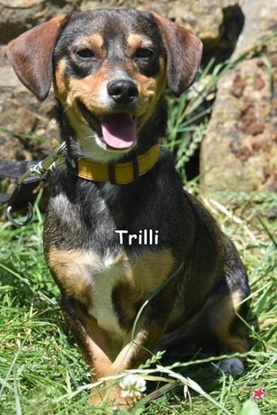 TRILLI