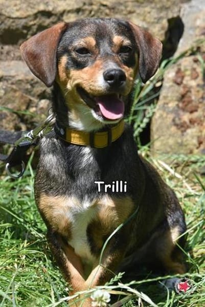 TRILLI