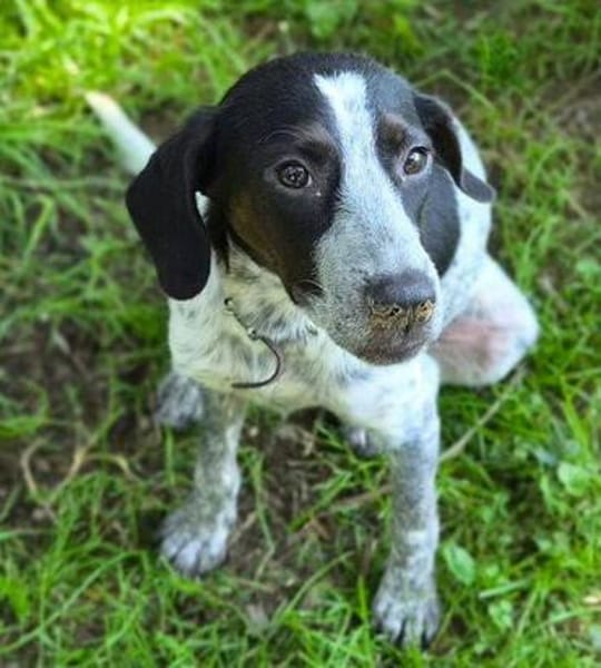 Kleine DOLLY