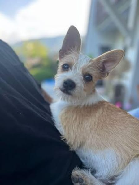 Herzensbrecher ❤Felix sucht seine Menschen