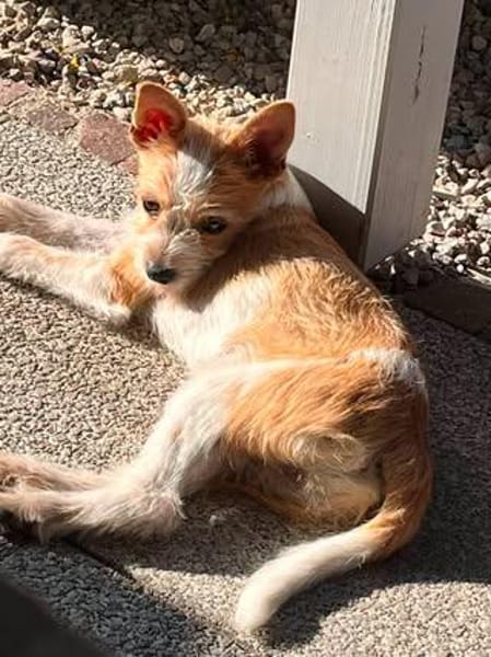 Herzensbrecher ❤Felix sucht seine Menschen