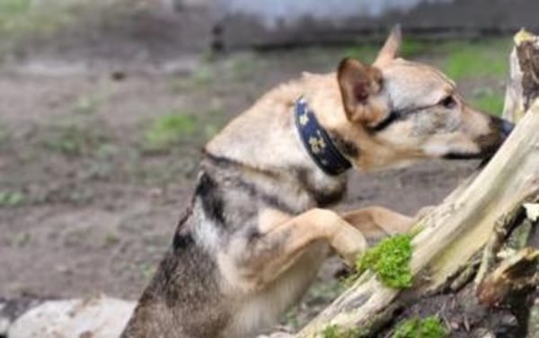 Bailey sucht seine Für-Immer-Familie