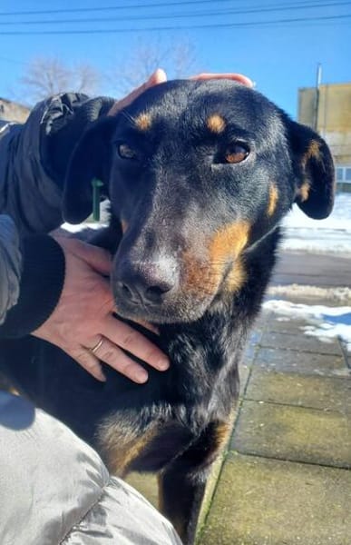 Nuts, traumhaft liebe Doberman Mix Hündin