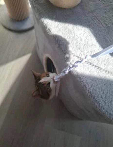Luna wartet auf ein Zuhause für immer