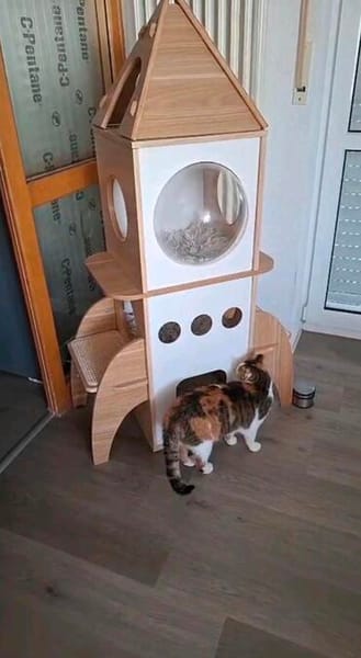 Luna wartet auf ein Zuhause für immer