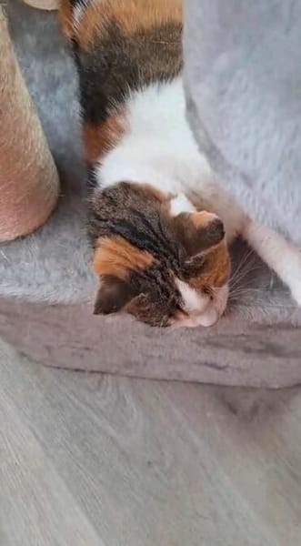 Luna wartet auf ein Zuhause für immer