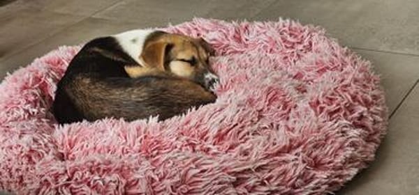 Bonnie - kinderlieber Familienhund