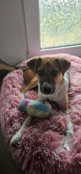 Bonnie - kinderlieber Familienhund