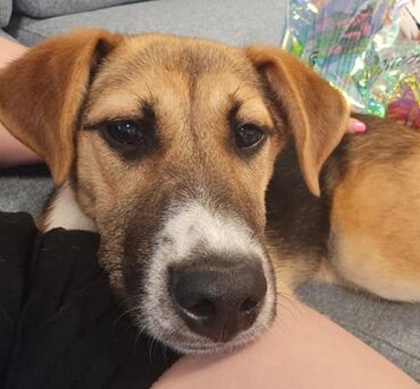 Bonnie - kinderlieber Familienhund